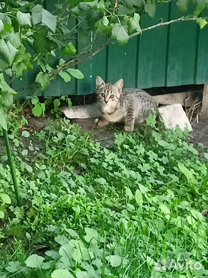 Котята-подростки в добрые руки