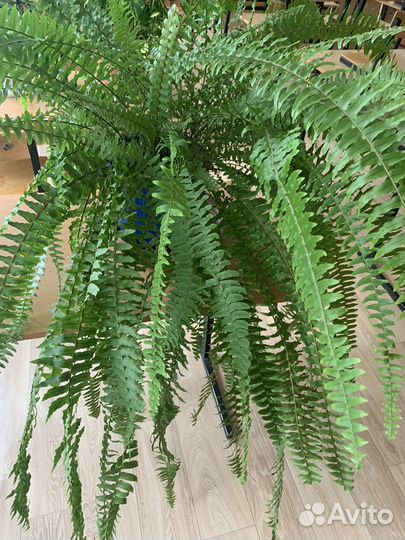 Папоротник комнатный