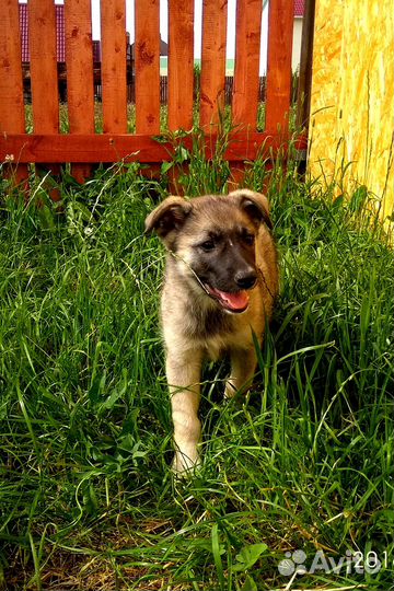 Щенки в дар