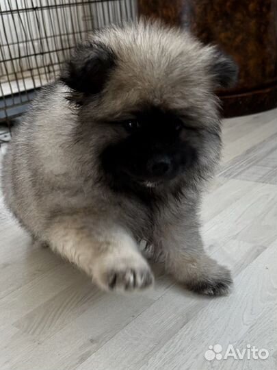 Вольфшпиц кеесхонд-Внуки чемпиона Америки