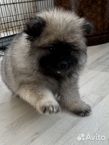 Вольфшпиц кеесхонд-Внуки чемпиона Америки