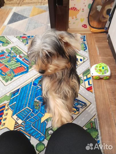 Маленькая собака