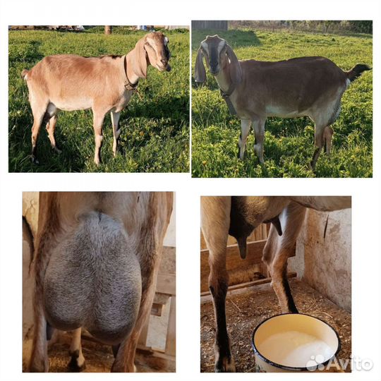 Козочки англо-нубийские