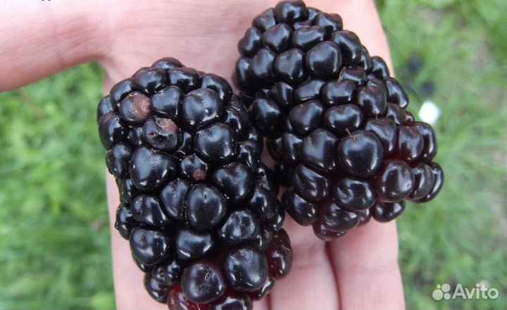 Ежевика сортовая