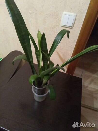 Комнатные растения