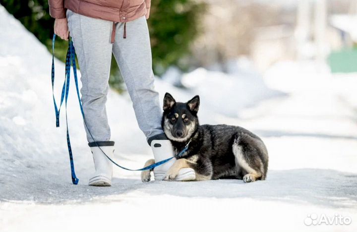 Щенок девочка в добрые руки