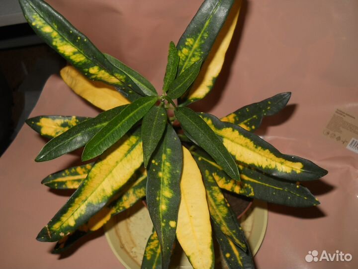 Комнатные цветы