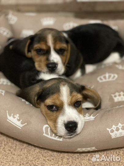 Щенки бигль