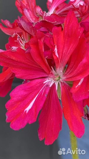 Пеларгония