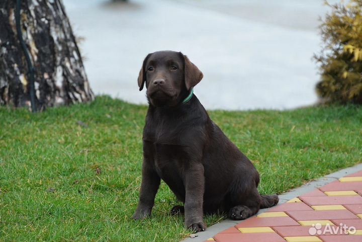 Лабрадор шоколадные девочки
