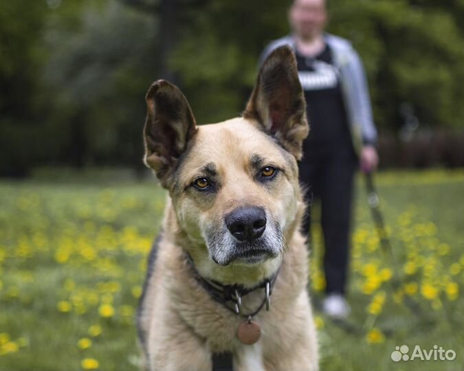 Собака ищет дом