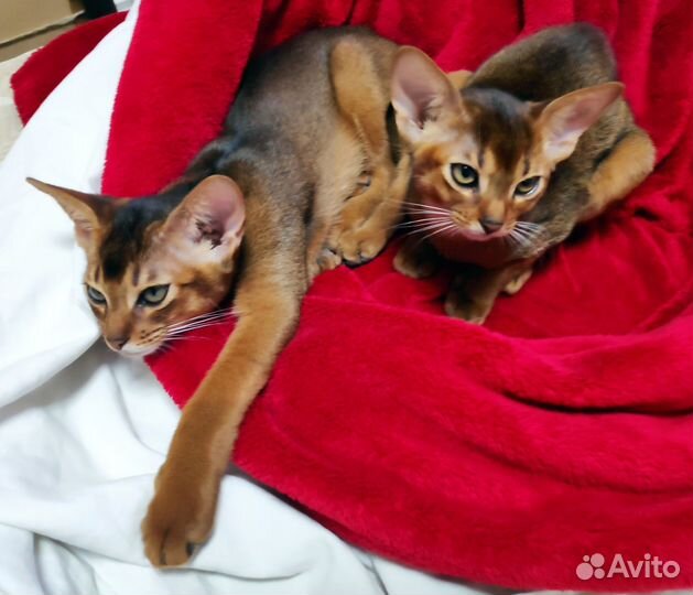 Абиссинские котята