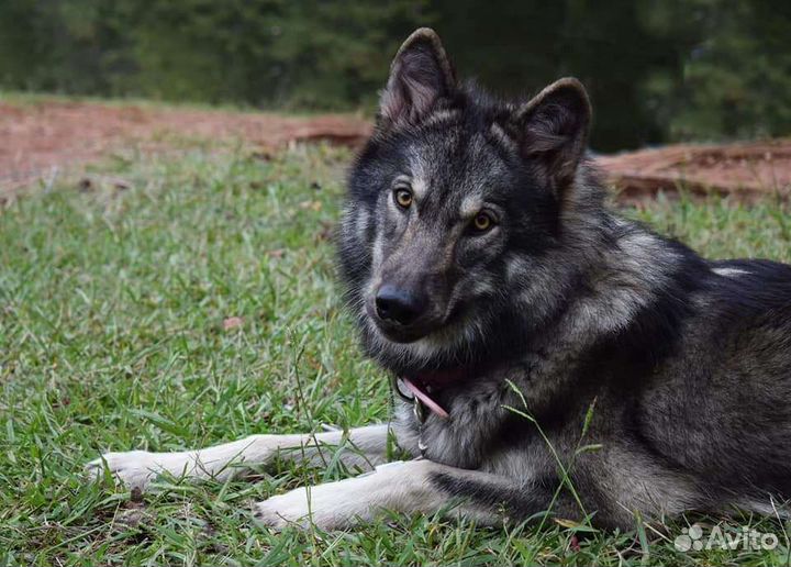 Волкособ, щенки