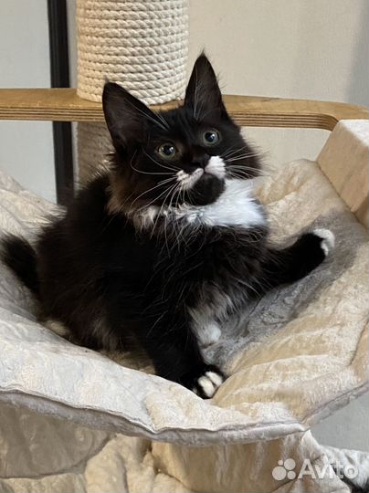 Сибирский котенок