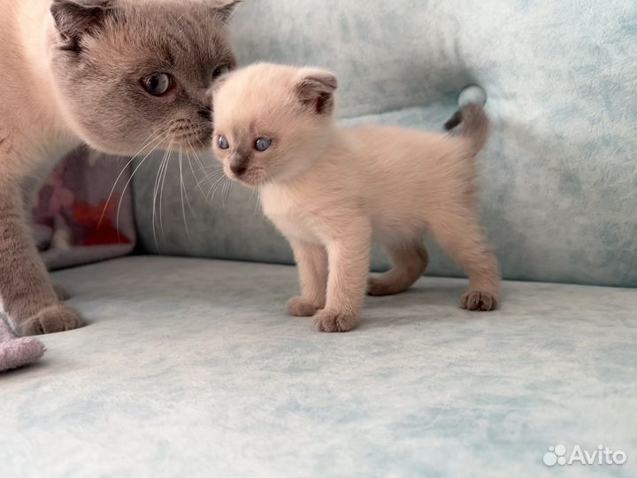 Котята блю поинт