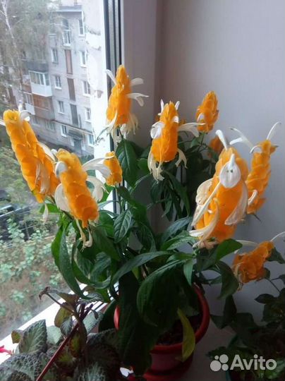 Цветы для дома