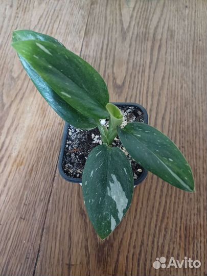 Филодендроны, калатеи