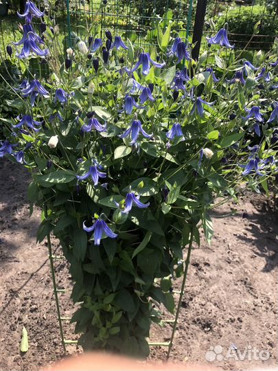 Клематис Ольга