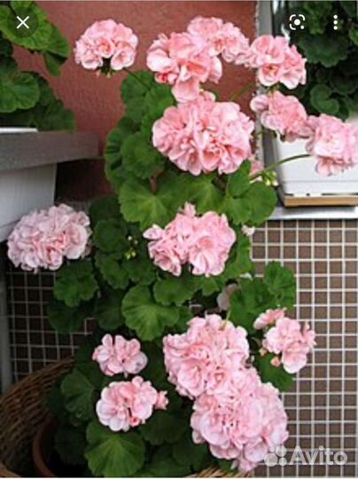 Пеларгония герань