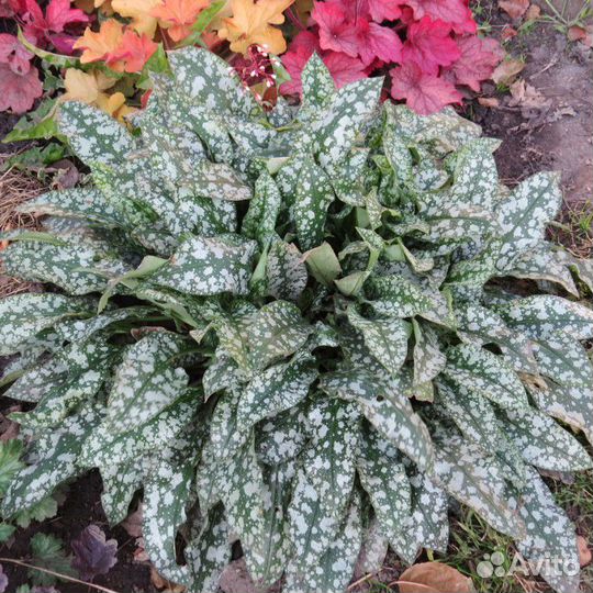 Рубекия, аконит