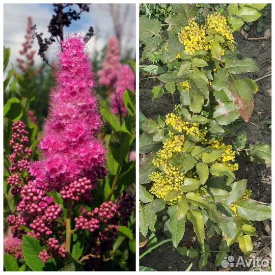 Садовые цветы