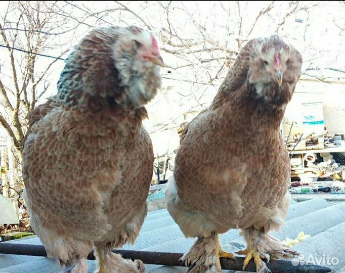 Инкуб. яйцо и петушки Фавероль,Маран,Ухейилюй