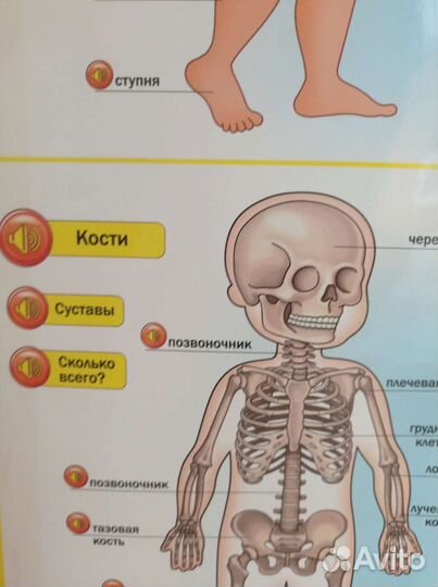Говорящая анатомия - электронный плакат
