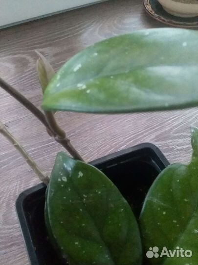 Хойя комнатный цветок