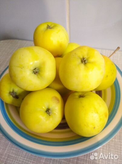Яблоки домашние