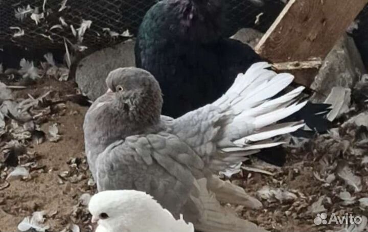 Голуби статные