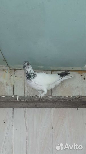 Будапештские высоколётные голуби