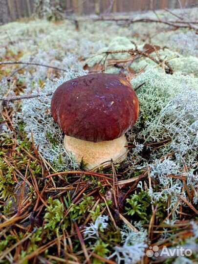 Грибы свежие