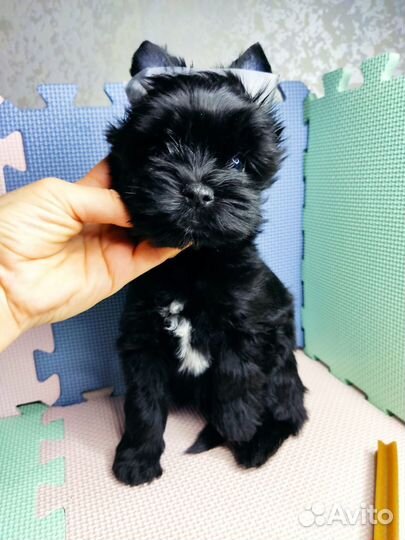 Чудесная девочка черная цветной Йорк бивер