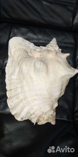 Ракушка огромная морская