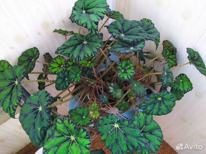 Бегония королевская