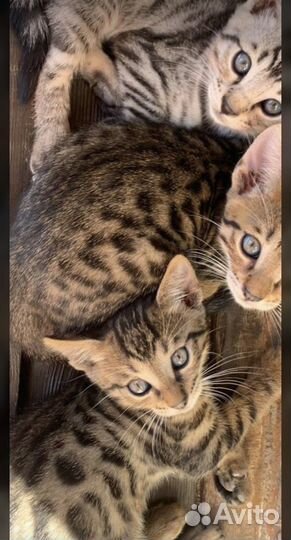 Бенгальские котята