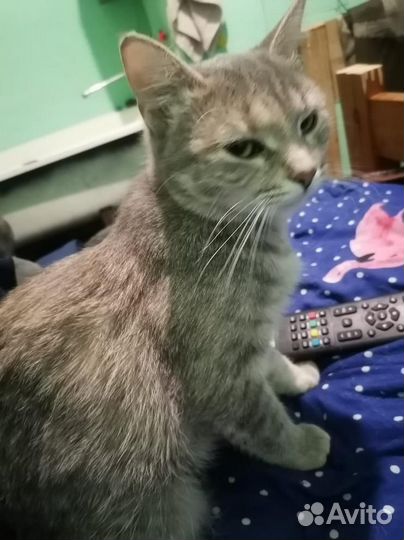 Потрясающая, молодая кошка Маруся ищет дом