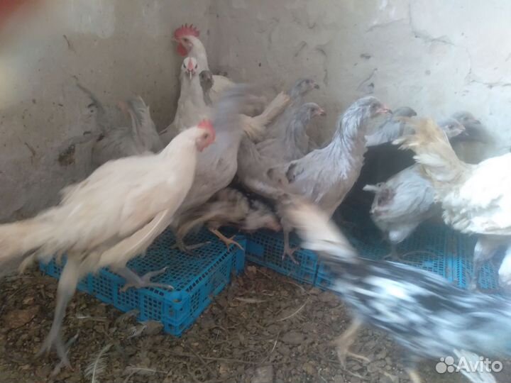 Куры молодки