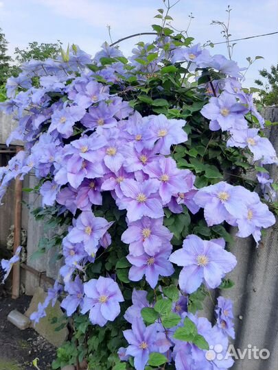 Цветы для оформления клумбы