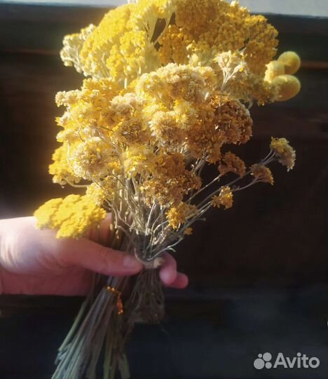 Жёлтые сухоцветы набор тысячелистник краспедия