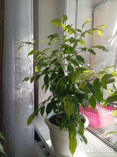 Фикус бенджамина большой