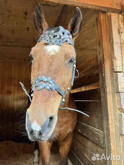 Вальтрап,уздечка,недоуздок, трензель