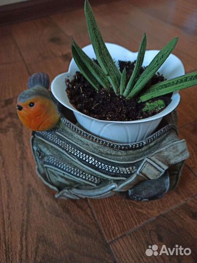 Редкие суккуленты