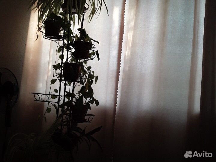 Домашние цветы