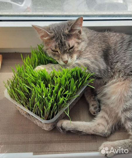 Ростки пшеницы