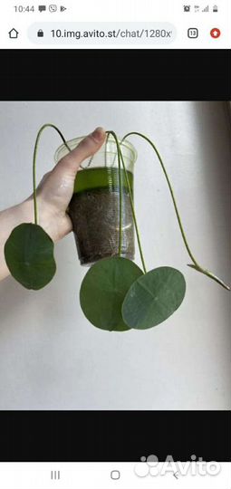 Семена лотоса