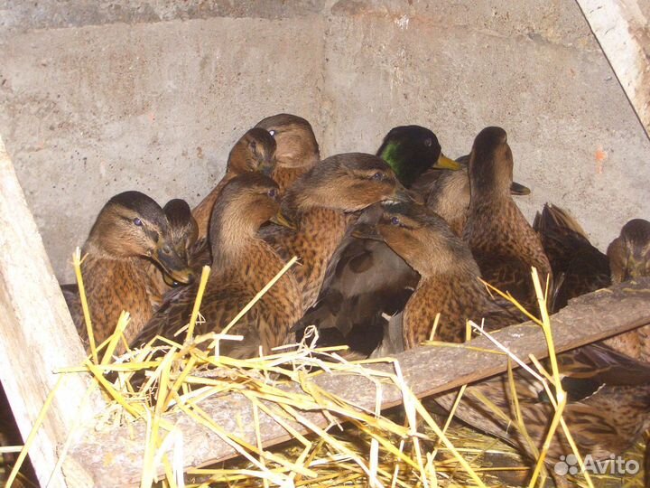 Подсадные утки