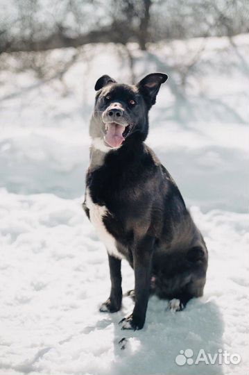 Собака Шиша