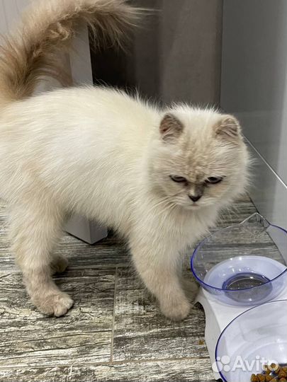 Кошка перс блю поинт