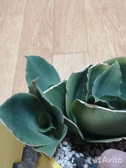 Комнатные растения 6